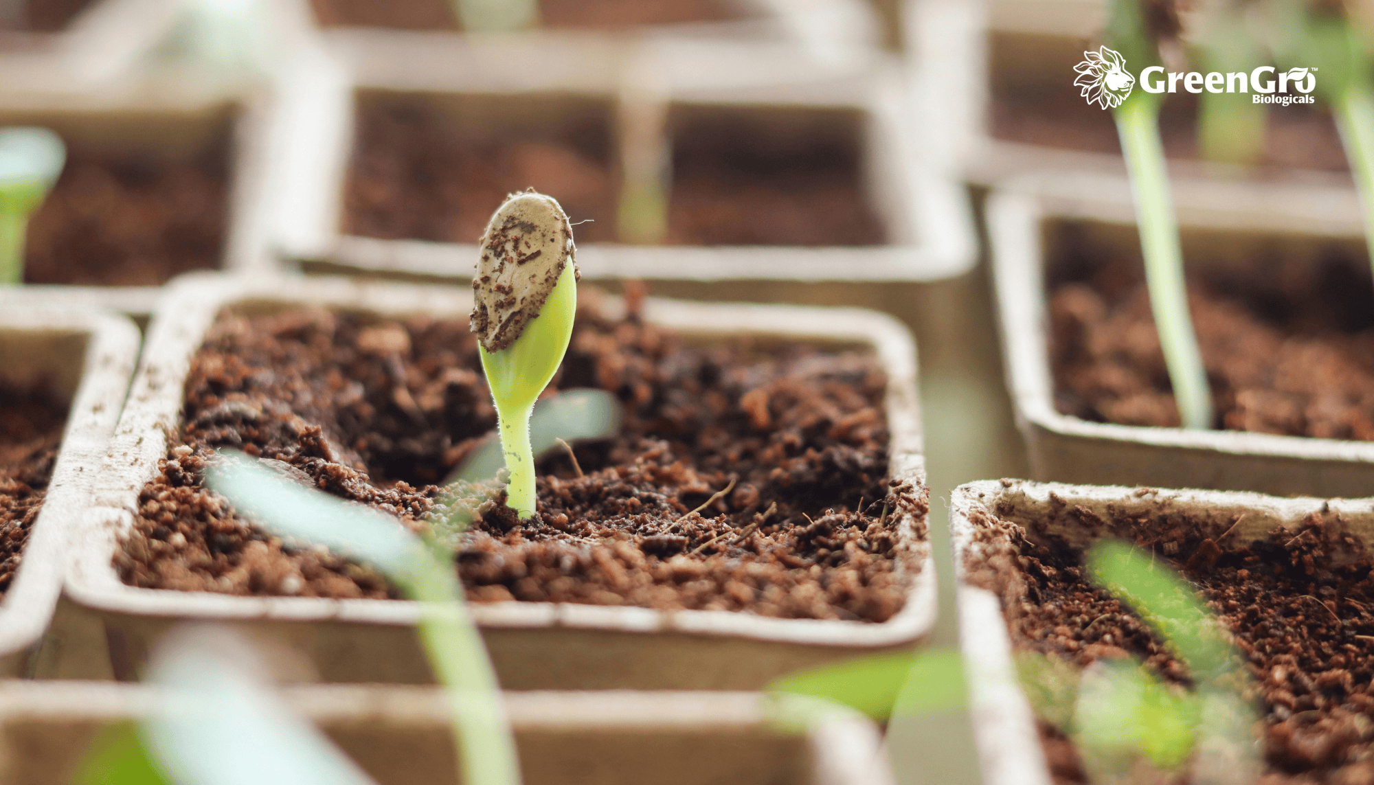 January Seed Starting Guide: Build a Strong Garden from the Ground Up   GreenGro Biologicals