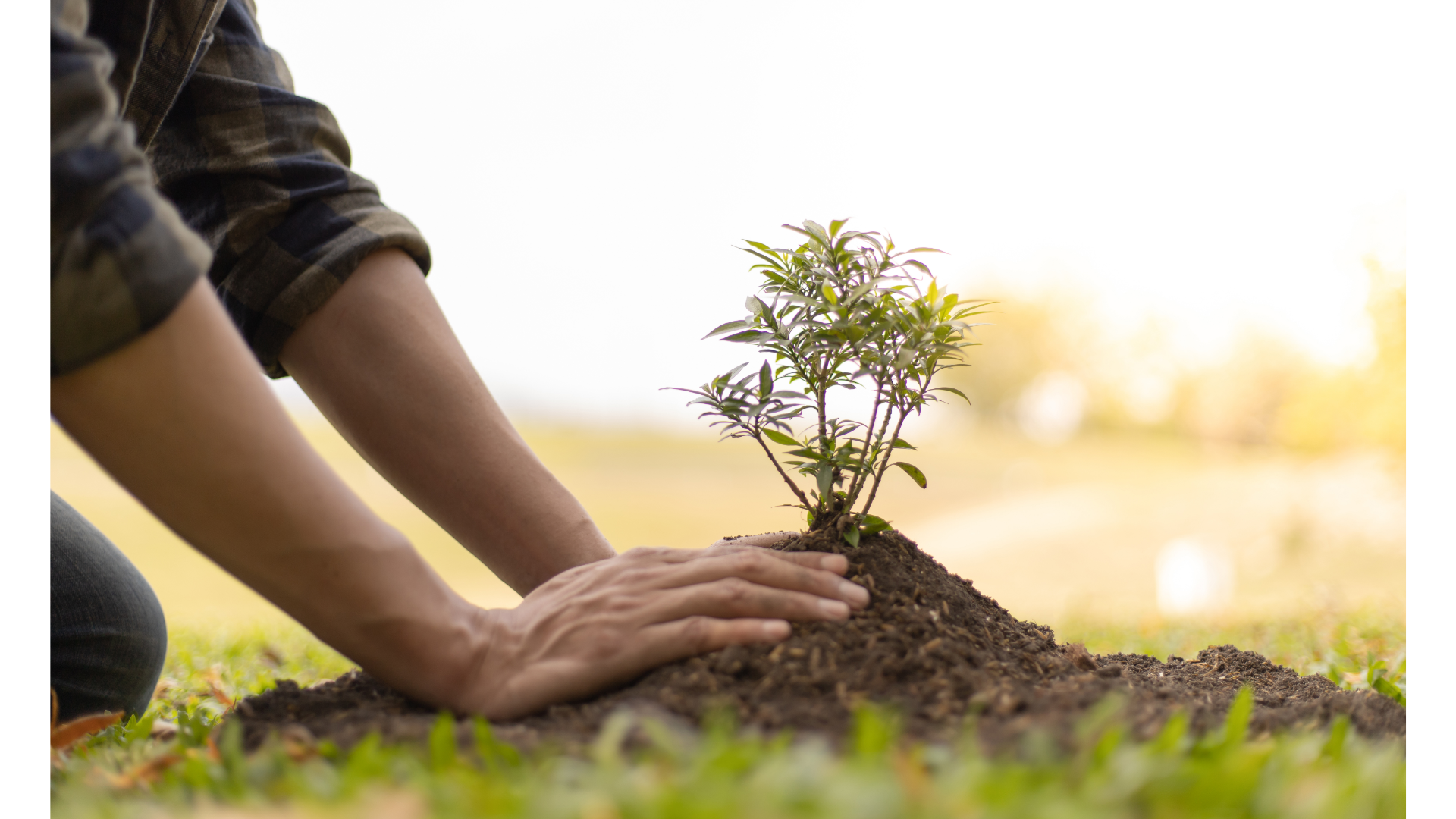 The Joy of Planting Bare Root Fruit Trees: A Guide to Get You Growing!