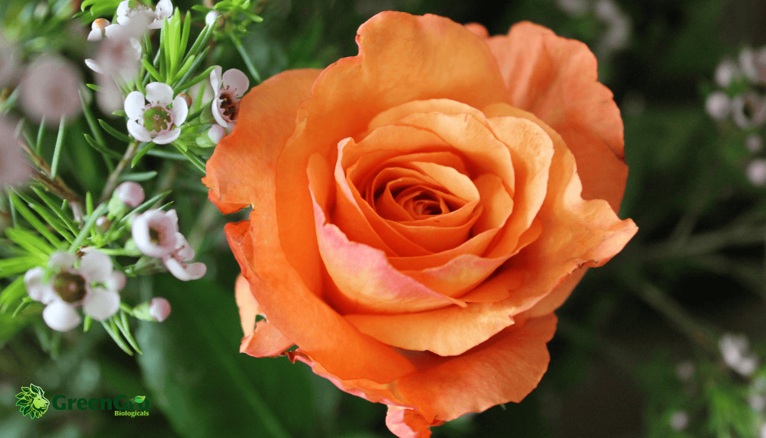 How to establish Roses this Season!