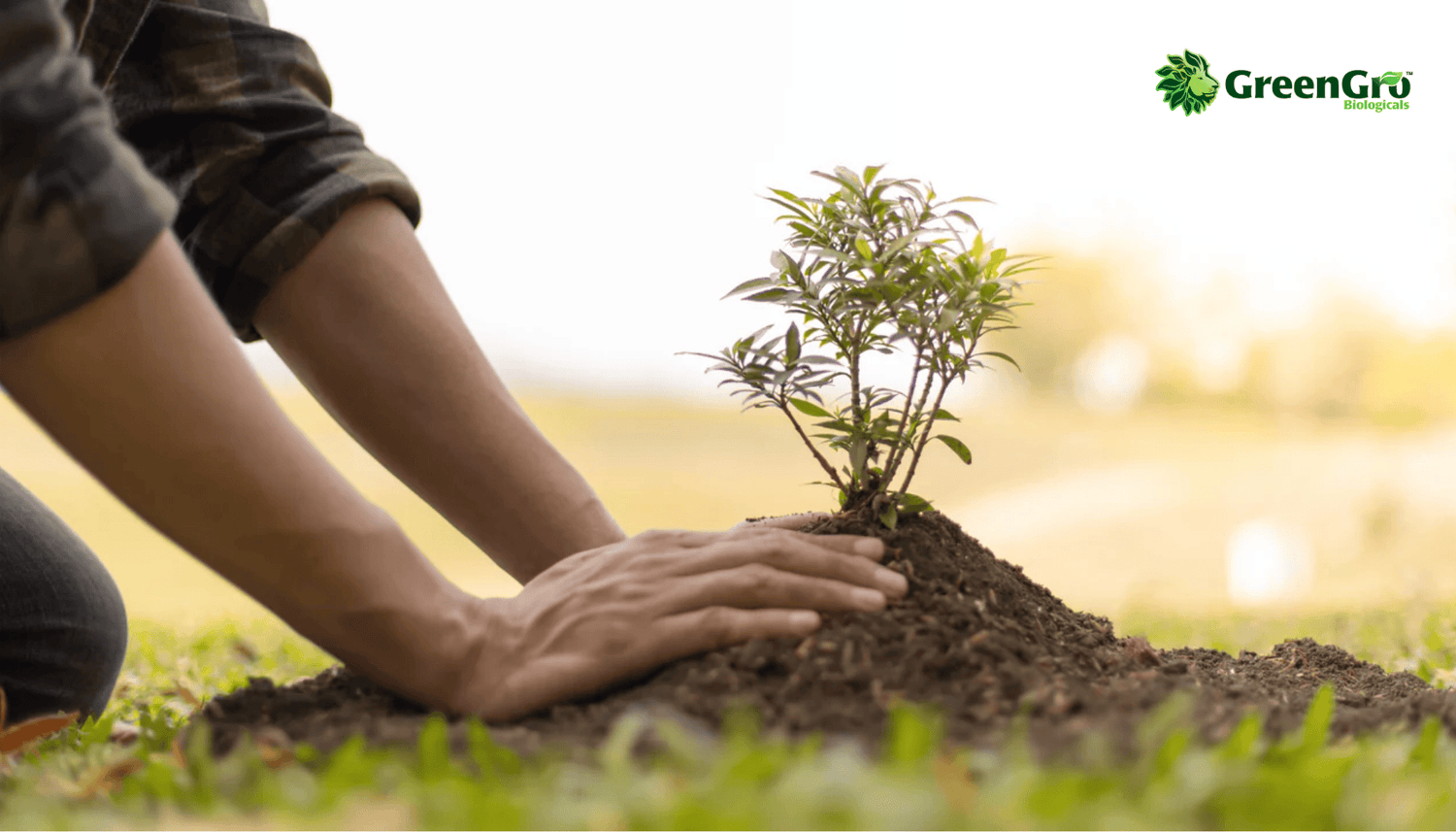 The Joy of Planting Bare Root Fruit Trees: A Guide to Get You Growing!