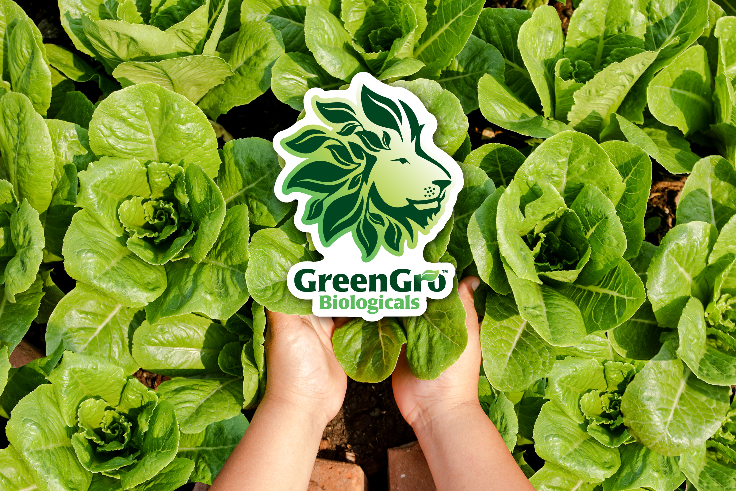 Green Gro Logo overlayed on Woman holding Lettuce head in garden bed