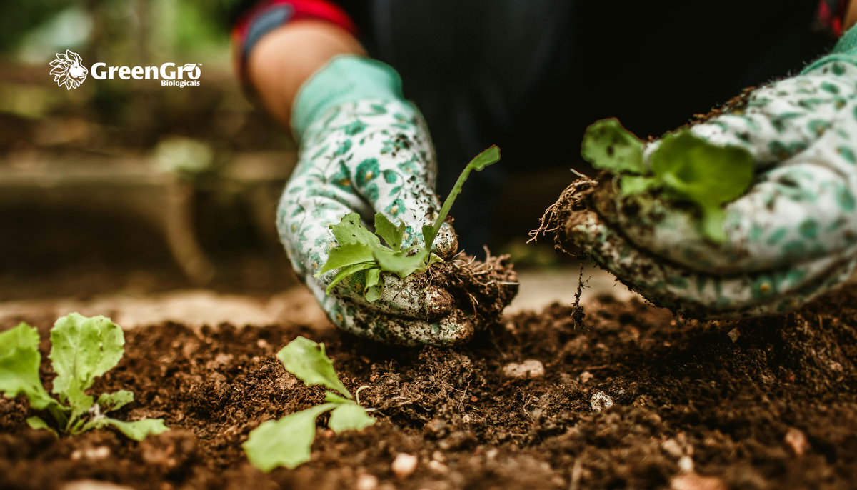 Early March Garden Prep: Your Week-by-Week Guide for USDA Zones 6–9