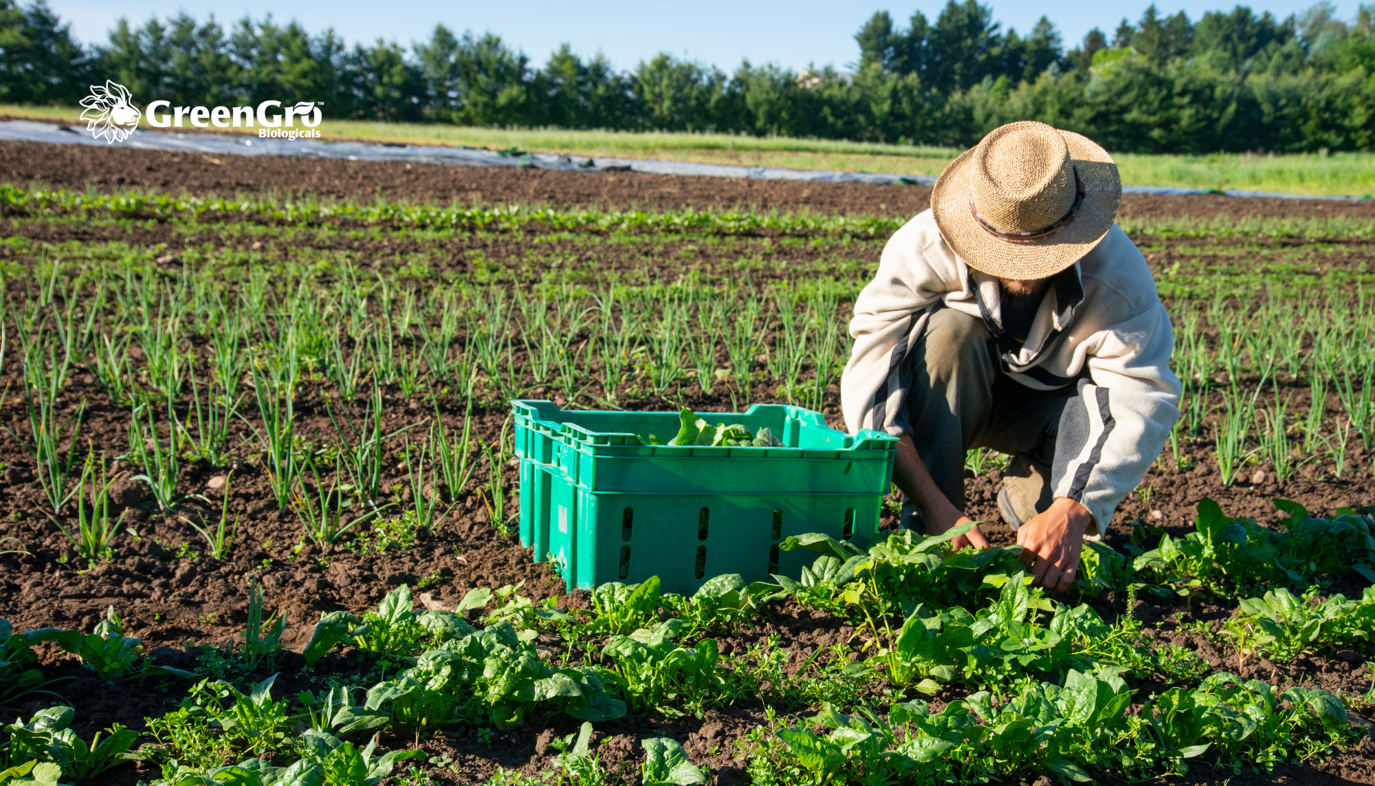 What to Plant in May for a Thriving Summer Garden