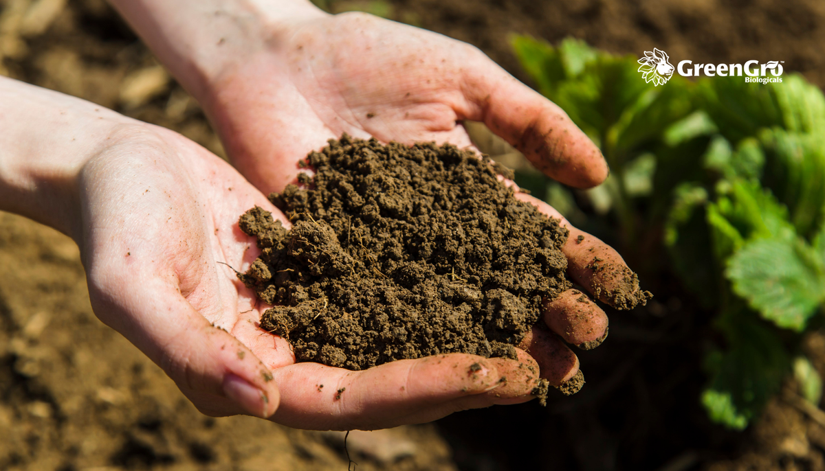 How to Improve Raised Bed Soil for Spring (Step-by-Step Soil Rehab Guide)