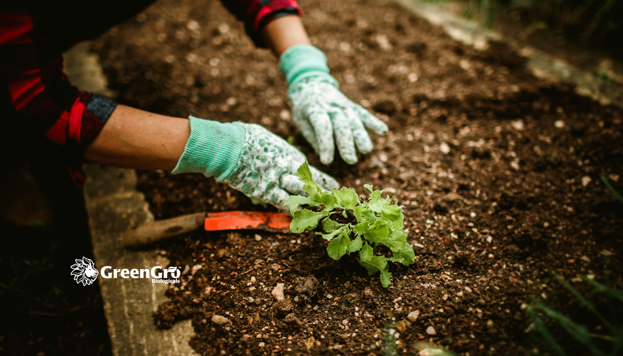 Fall Garden Planting Guide: What to Sow Now as the Season Cools