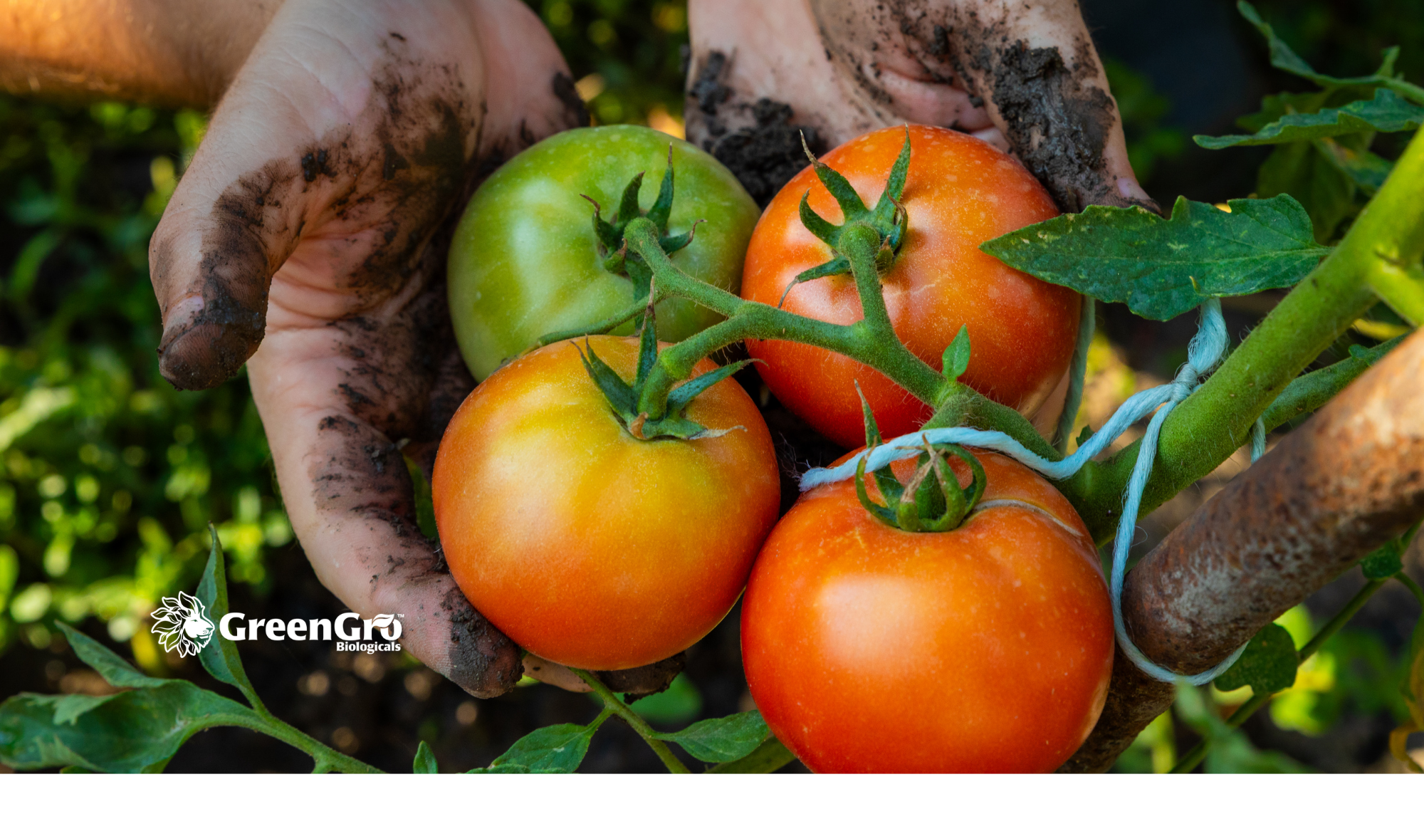 How to Grow Bigger, Healthier Tomatoes All Summer Long