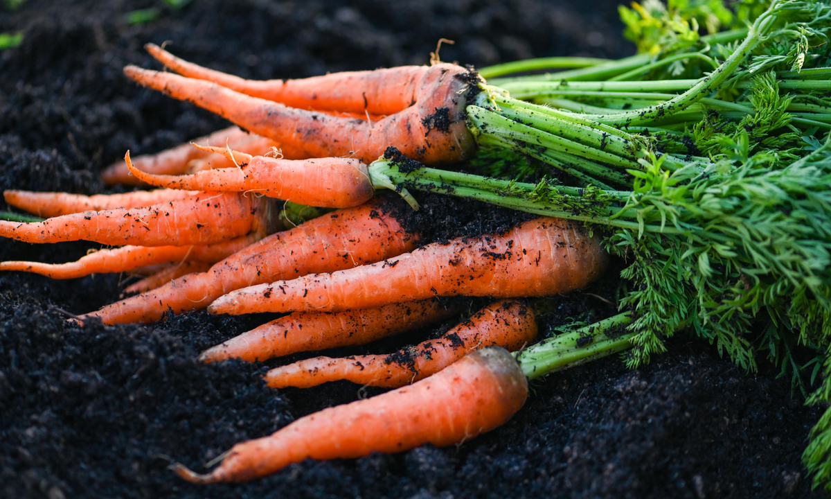 How to Grow Root Vegetables in Raised Beds This Spring