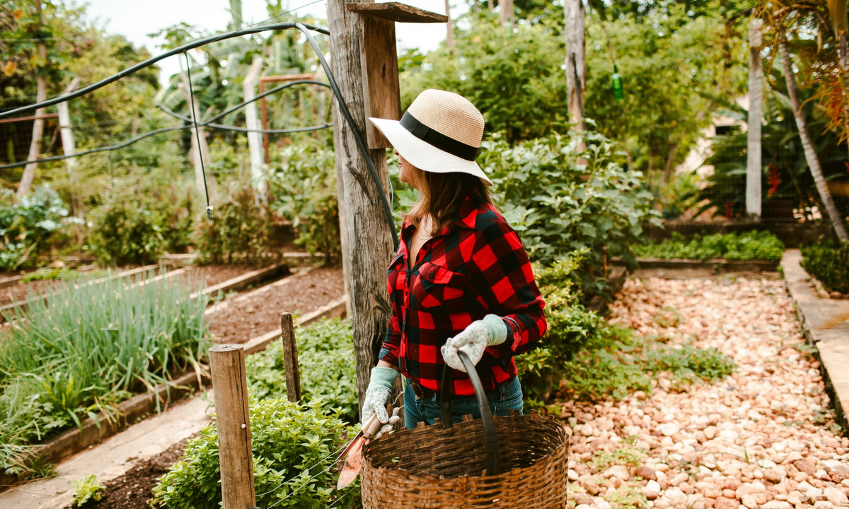 Fall Garden Planting Guide: What to Sow Now as the Season Cools