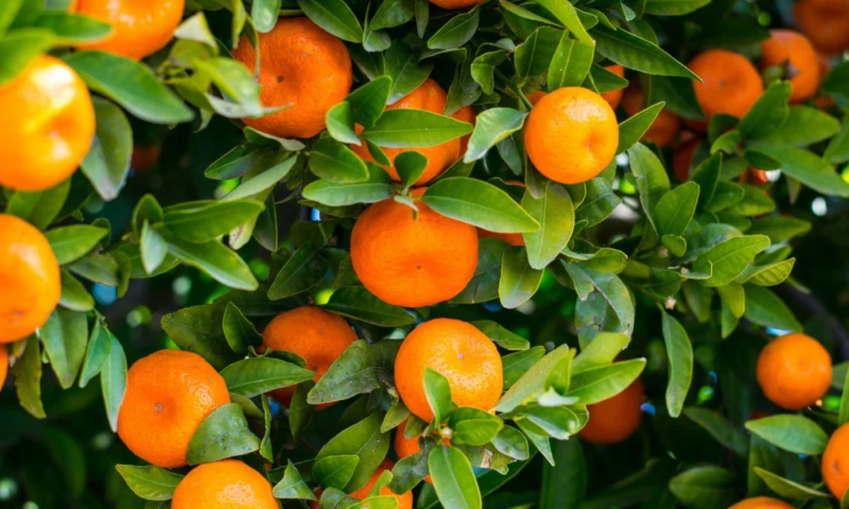 How to Plant Bare Root Fruit Trees: A Step-by-Step Guide