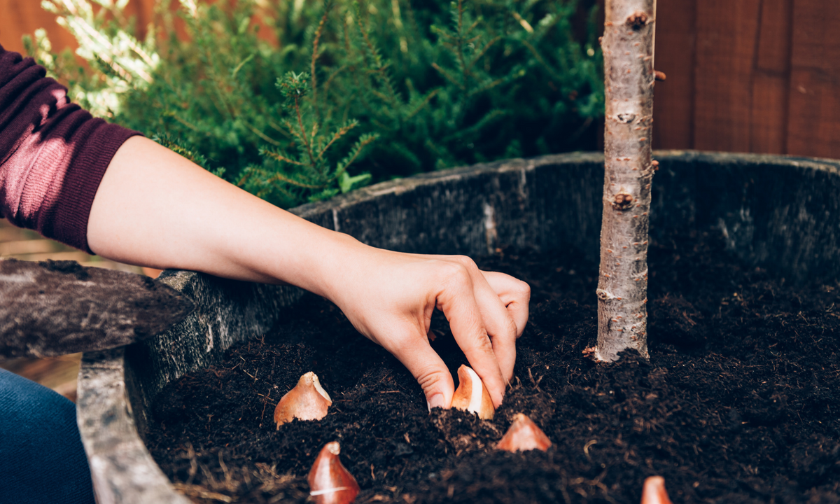 Mastering Bare Root and Bulb Planting in Your Garden