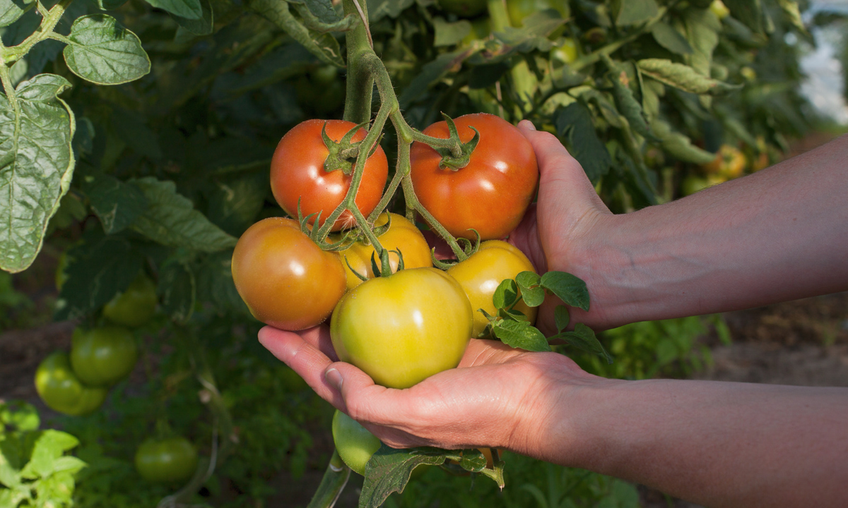 How to Grow Bigger, Healthier Tomatoes All Summer Long