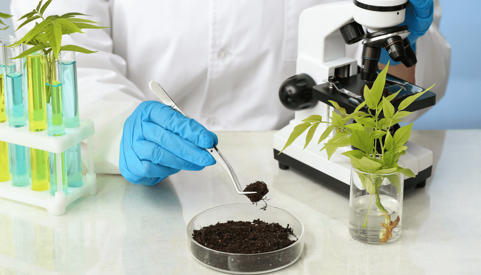 Regenerative Gardening: How to Improve Your Garden's Soil and Healh