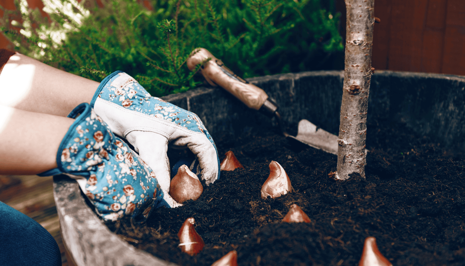 Rooted in Success: Mastering Bare Root and Bulb Planting in Your Garden