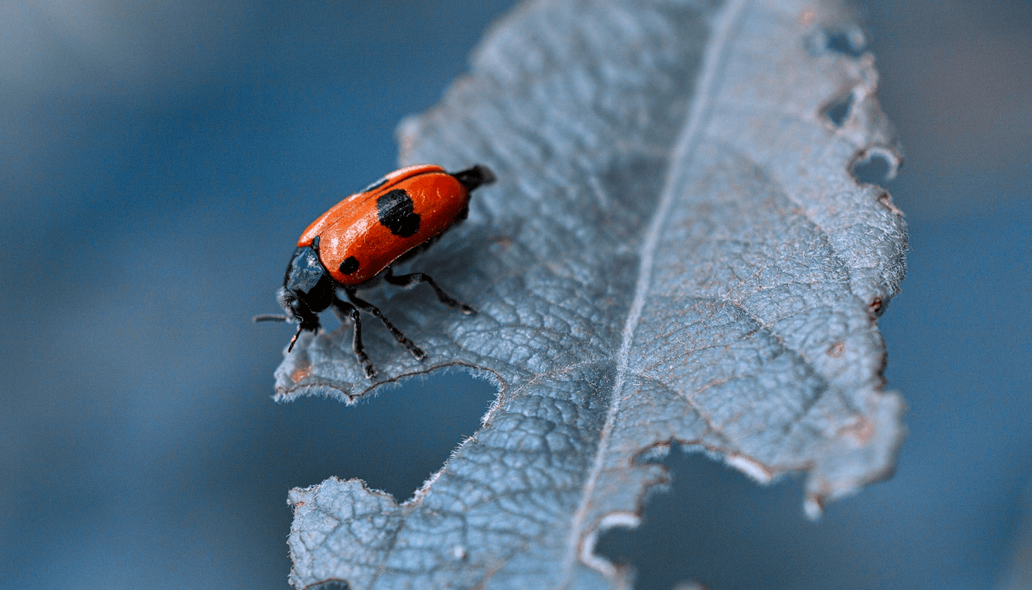 Embrace Nature’s Defense: Organic Ways to Repel and Control Insects