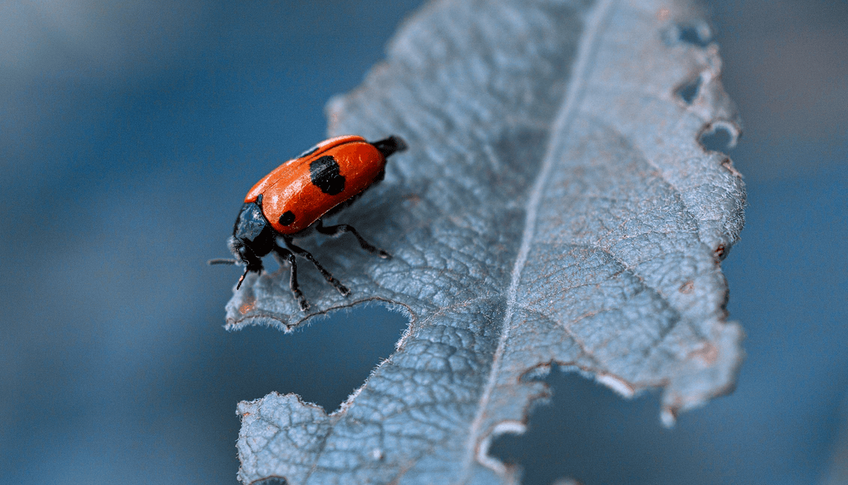 Natural Ways to Repel and Manage Insects in Your Garden