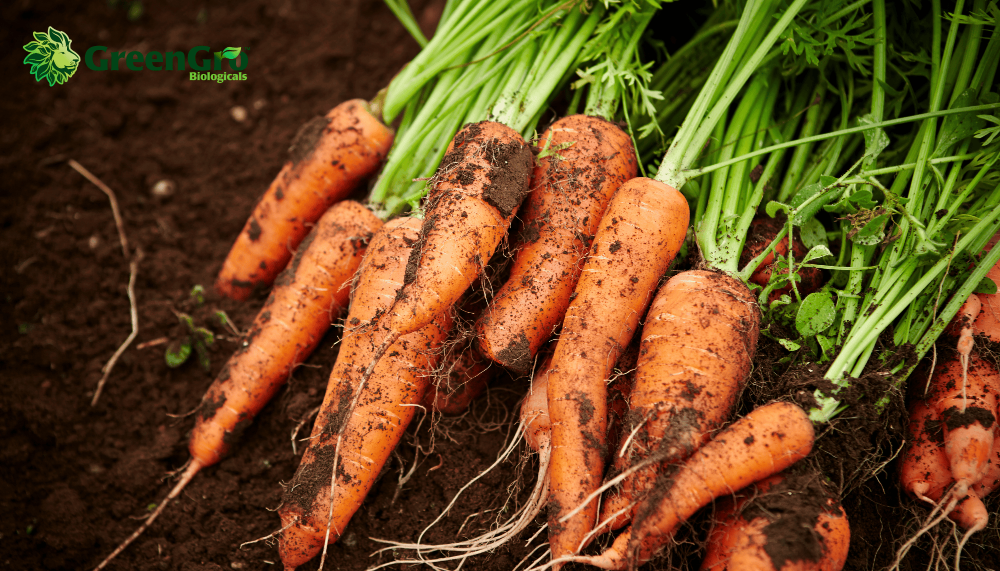 Organic Gardening: Planting Root Vegetables in Raised Beds in the Spring