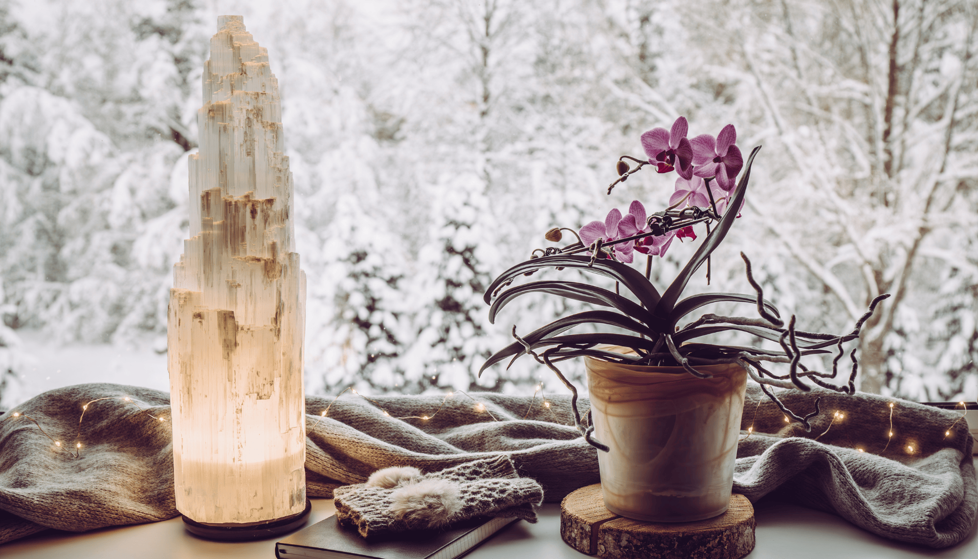 Keeping Your Houseplants Happy Through Winter (Without Overthinking It)
