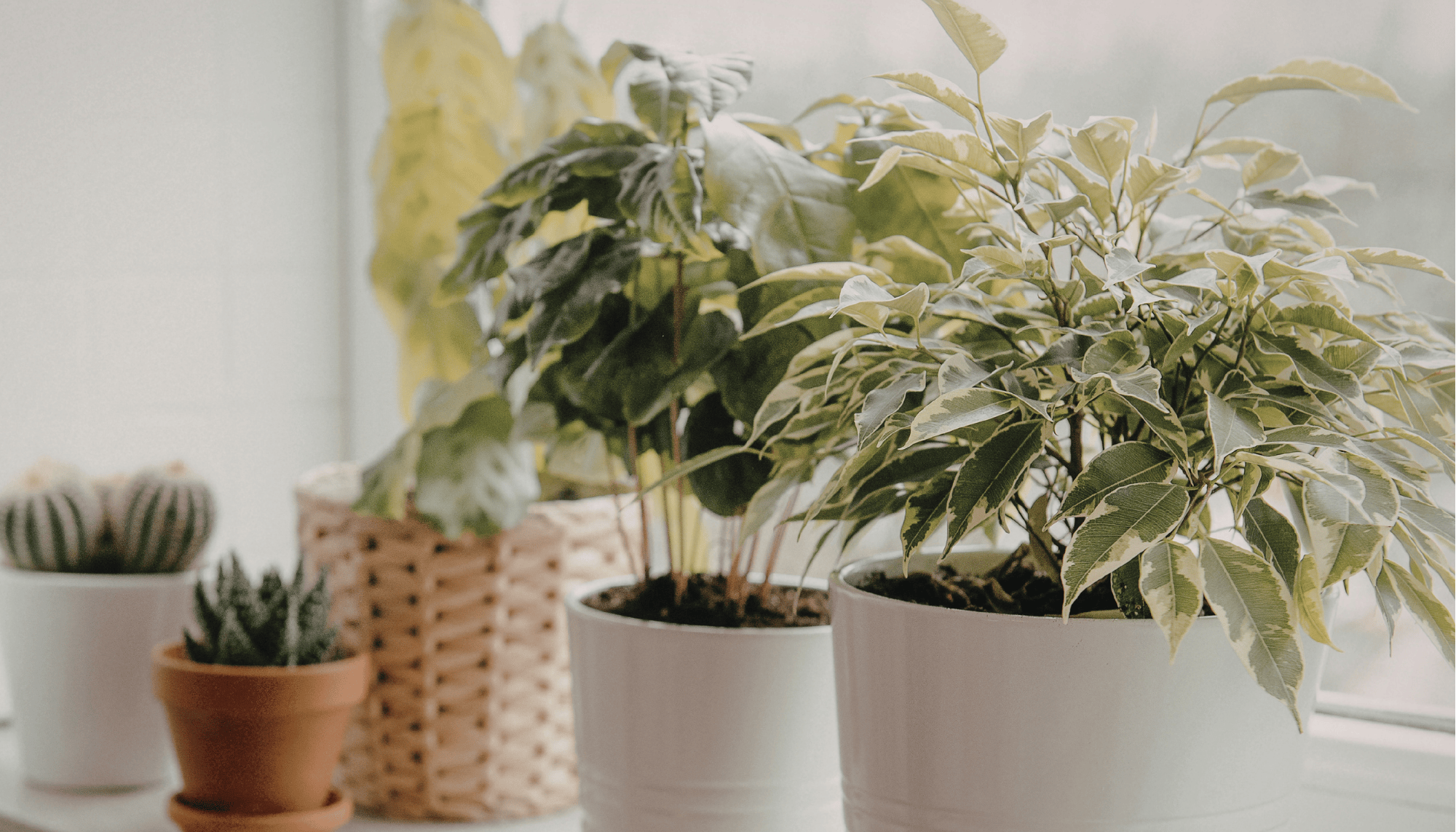 # Revive and Thrive: How to Keep Your Indoor Plants Happy All Winter Long