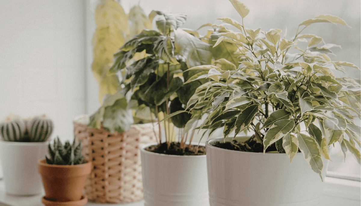 # Revive and Thrive: How to Keep Your Indoor Plants Happy All Winter Long