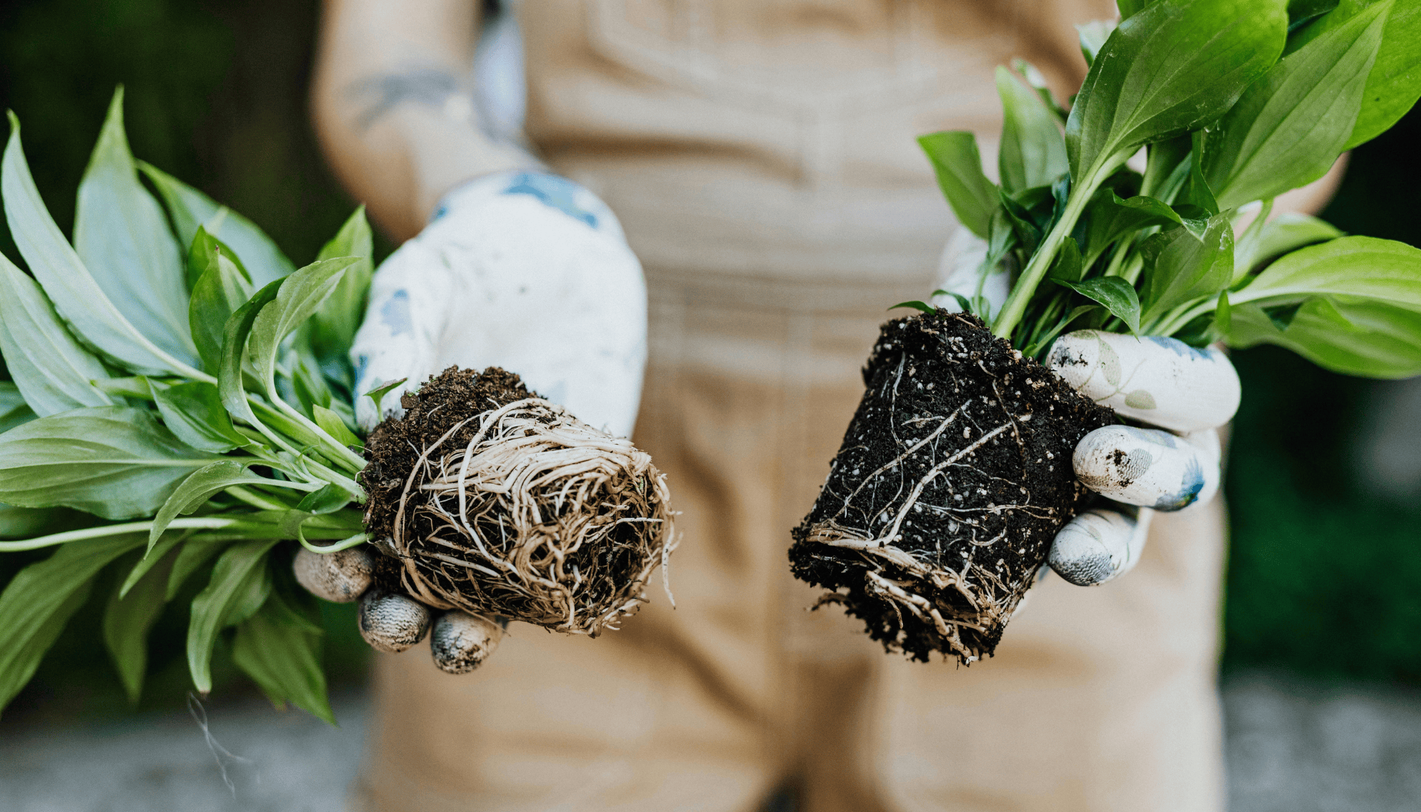 When to Repot Houseplants | GreenGro Biologicals