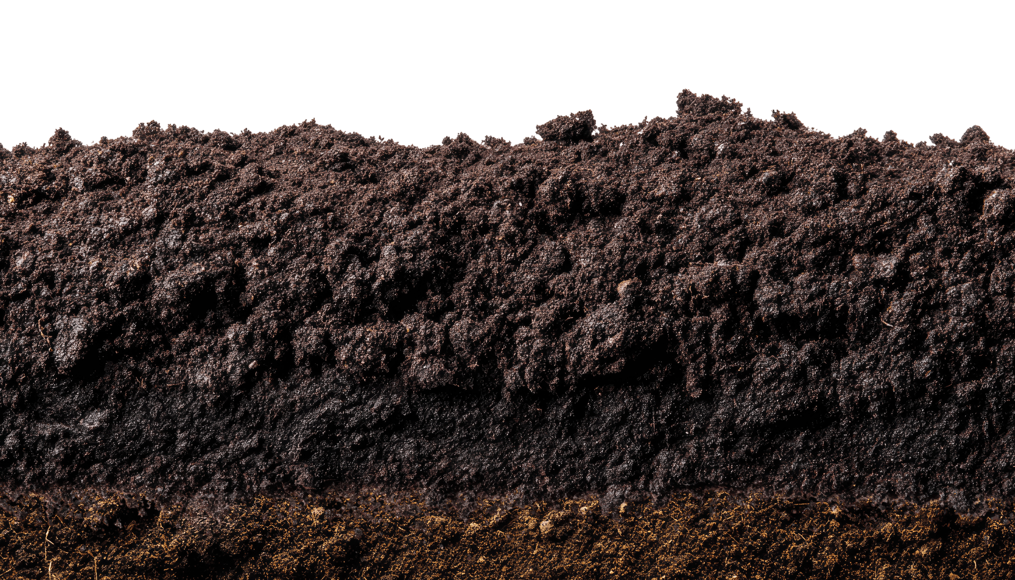The Amazon's Secret to Winter-Hardy Vegetables: Ancient Terra Preta Science for Modern Gardens