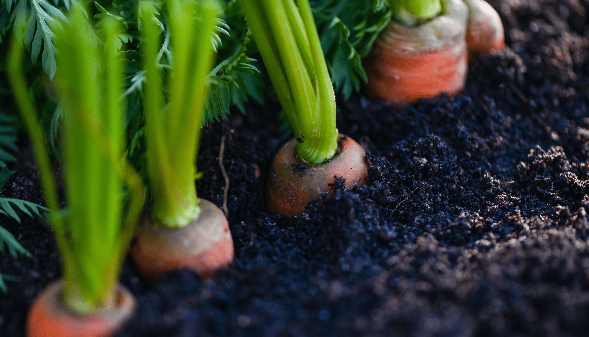 Unlocking the Power of Living Soil for Healthier Gardens