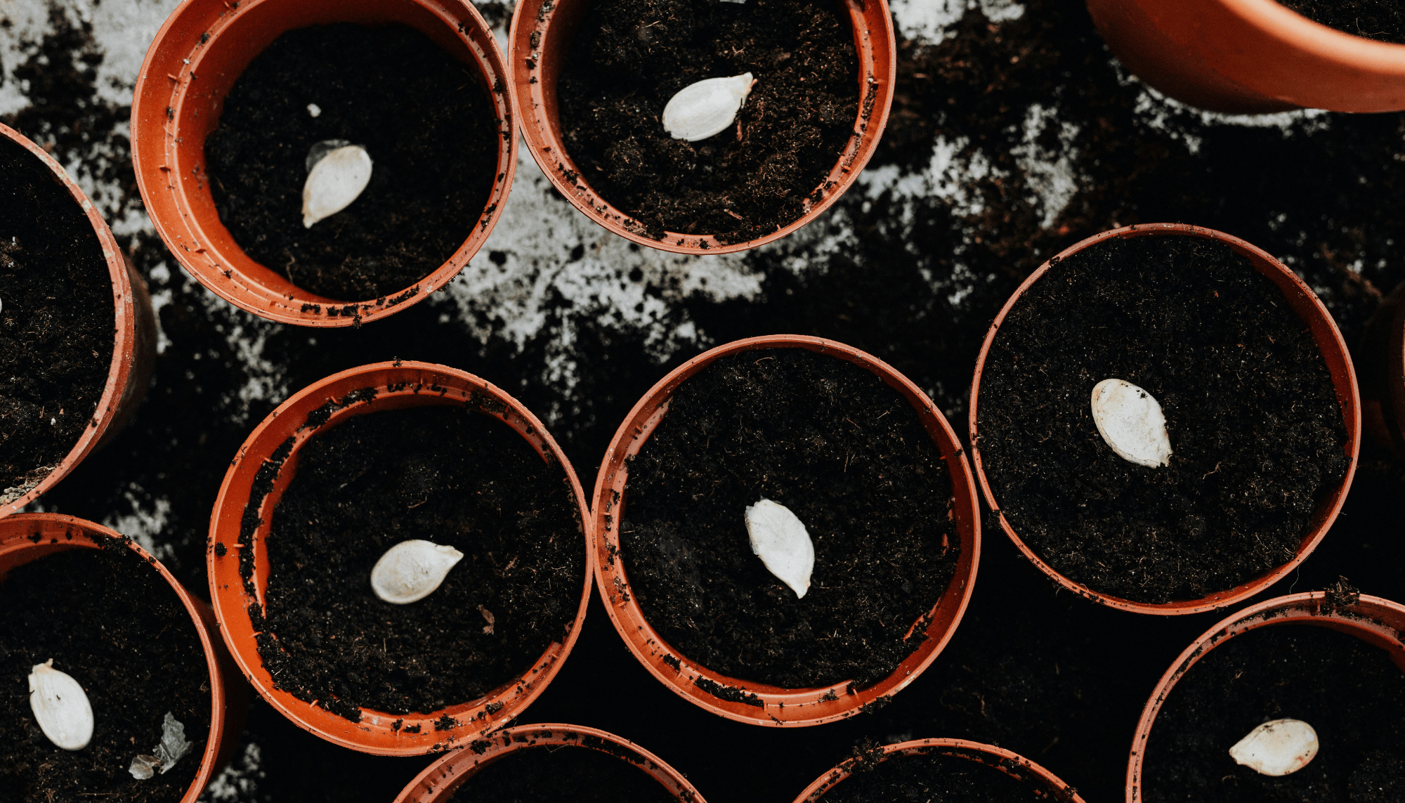 Your February Gardening Checklist: Tips & Top Products for Early Success