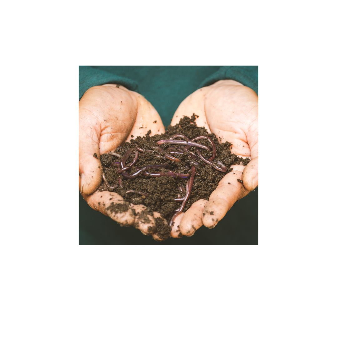 Unlocking the Power of Living Soil for Healthier Gardens