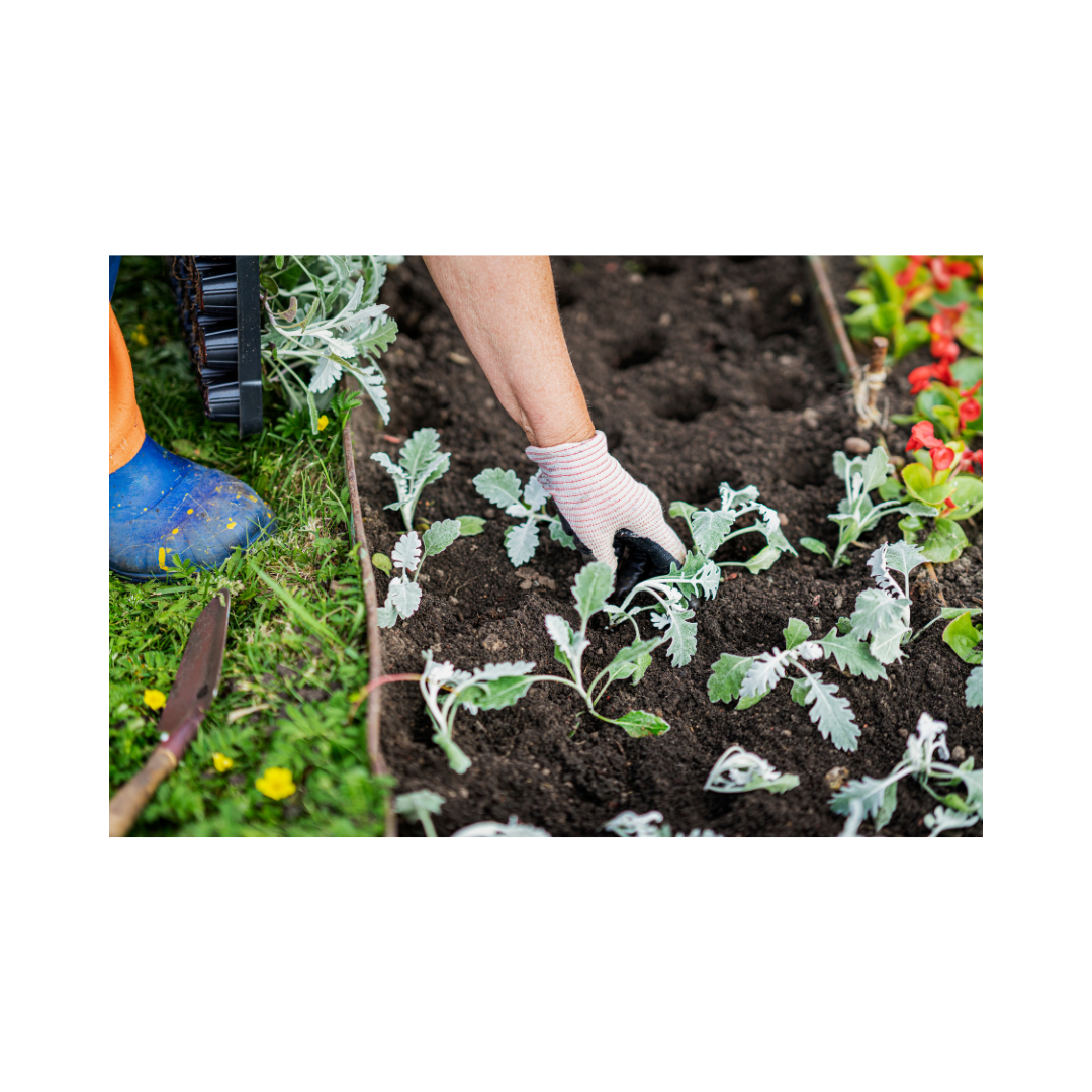 Your February Gardening Checklist: Tips & Top Products for Early Success