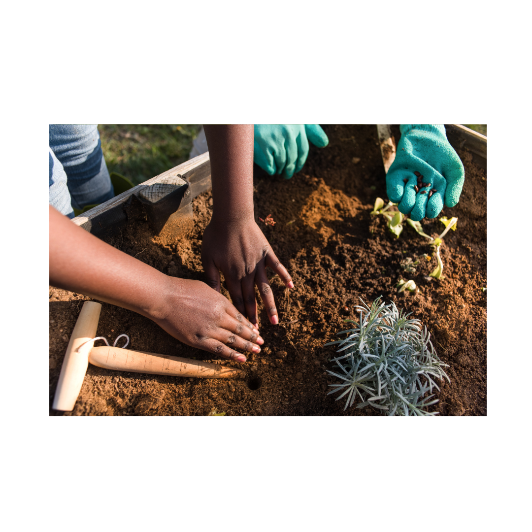Rooted in Success: Mastering Bare Root and Bulb Planting in Your Garden