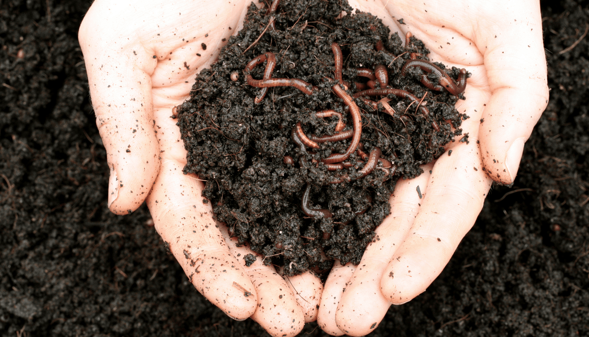 Spring Into Action: Revitalize Your Garden Beds with The GreenGro's Secret Trio!