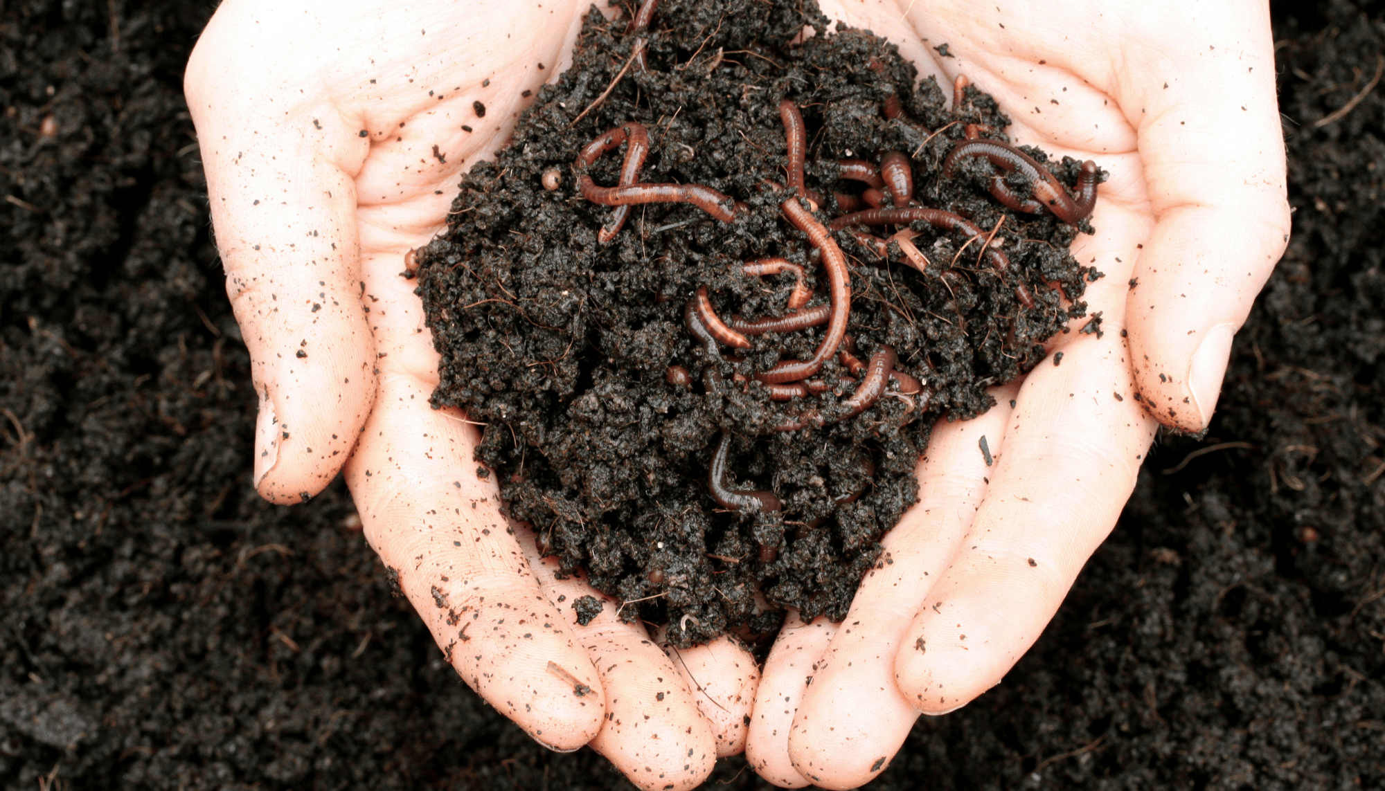 Spring Into Action: Revitalize Your Garden Beds with The GreenGro's Secret Trio!