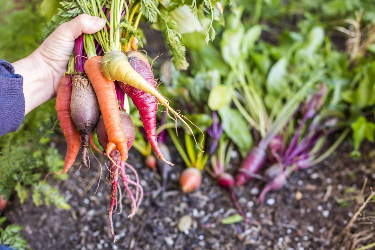 Organic Gardening: Planting Root Vegetables in Raised Beds in the Spring