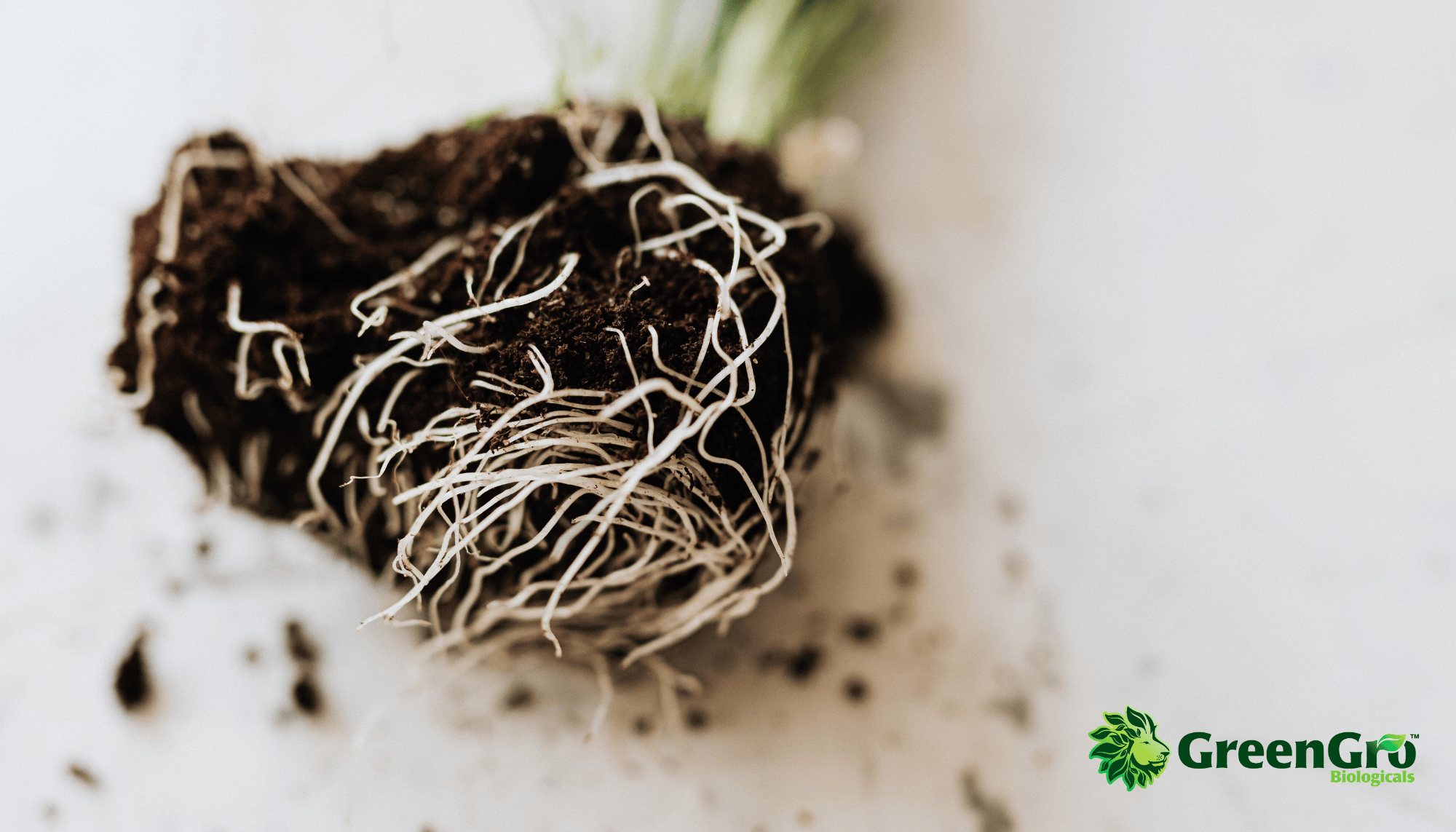 Regenerative Gardening: The Power of Biochar, Mycorrhiza, and Beneficial Soil Microbes