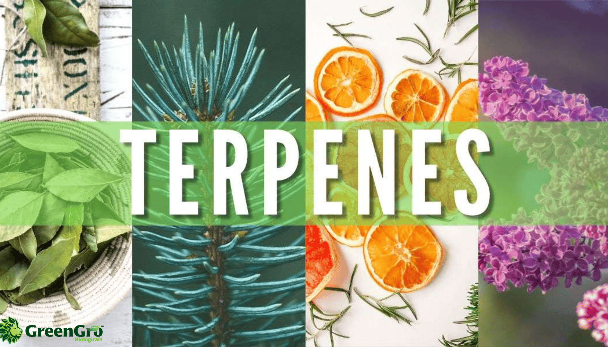 Terpenes