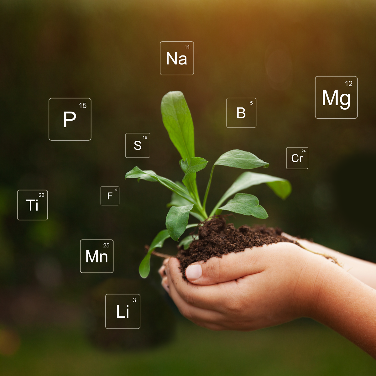 Regenerative Gardening: How to Improve Your Garden's Soil and Healh