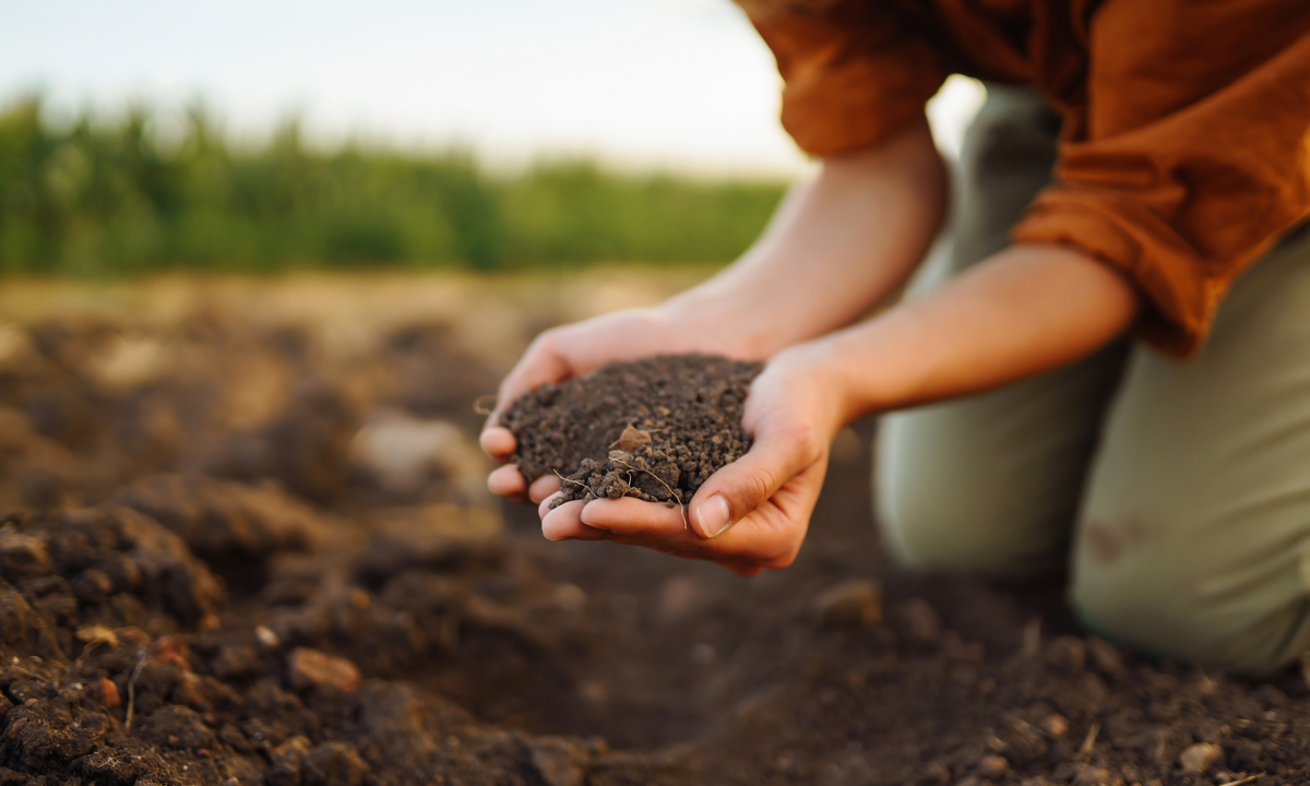 Biochar for Raised Beds: The Ancient Soil-Building Method for Winter Garden Prep