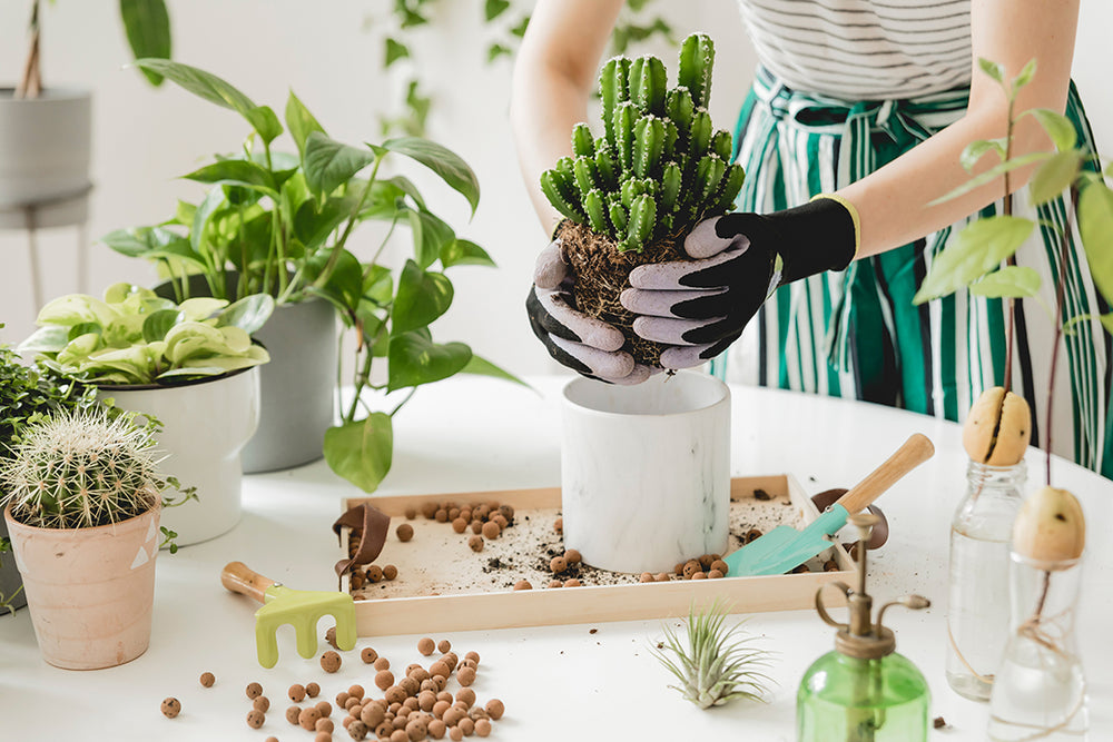Home & Garden