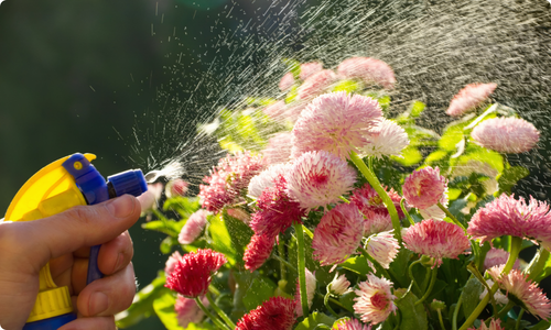 Foliar