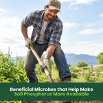 BioPhos+ - Phosphorus-Solubilizing Biofertilizer