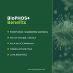 BioPhos+ - Phosphorus-Solubilizing Biofertilizer