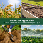 BioPhos+ - Phosphorus-Solubilizing Biofertilizer