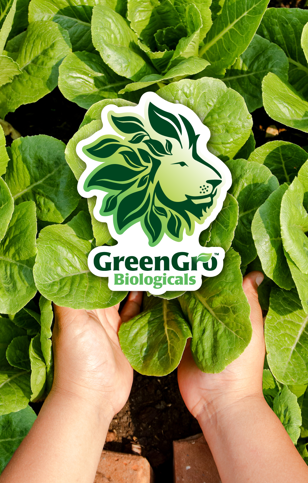 Green Gro Logo overlayed on Woman holding Lettuce head in garden bed
