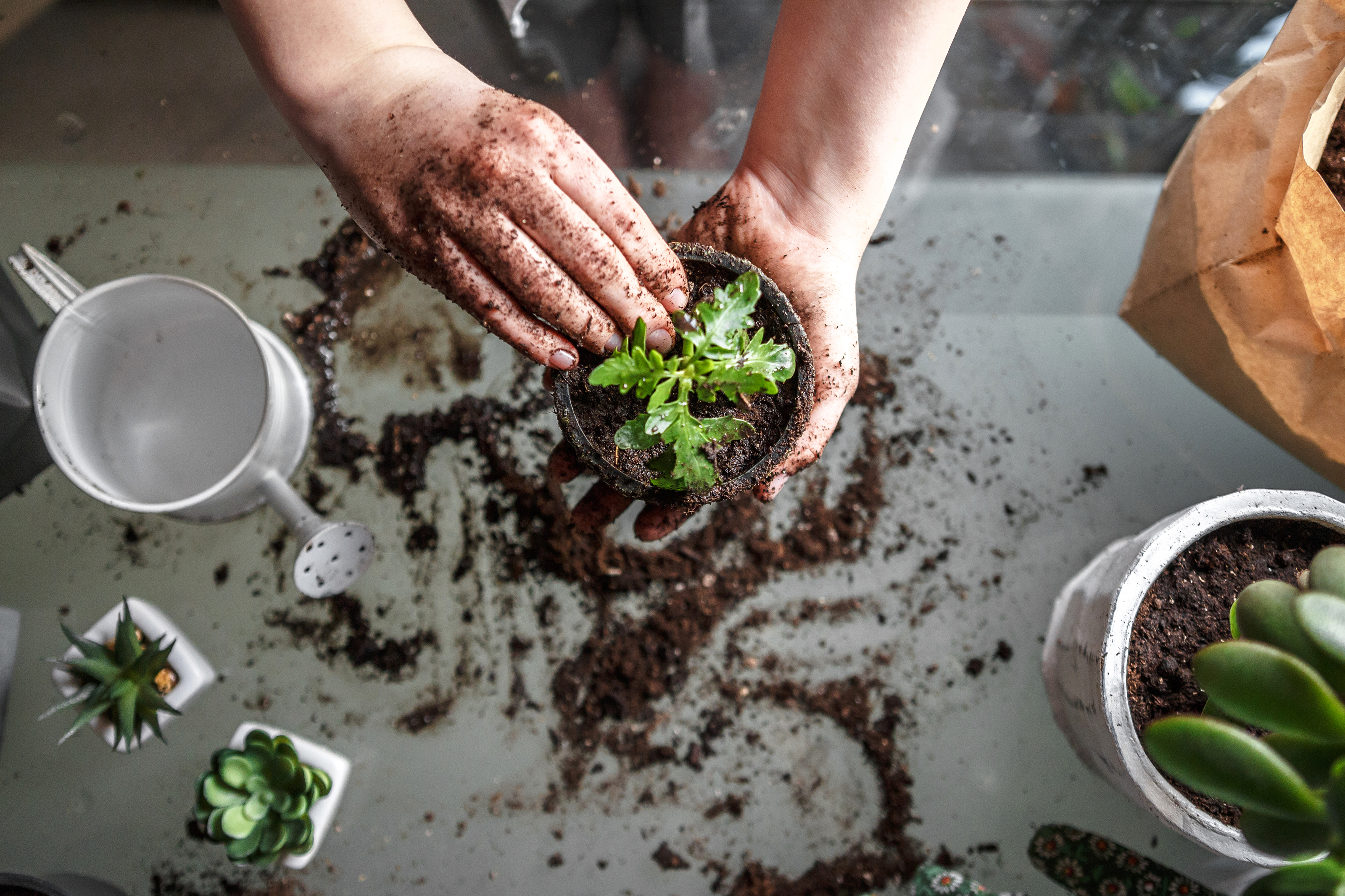 Aerial view of a person planting small plants in soil on a bench